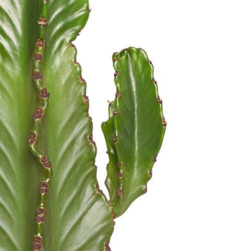 Alejandro Cactus Euphorbe Ingens 80-100cm zoom