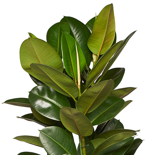 ARTHUR - Ficus Elastica Robusta 120/140cm Zoom Feuilles
