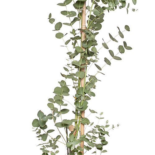Mireille Eucalyptus 120/140cm Zoom Feuille