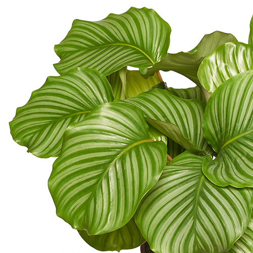 Melodie Calathea 50/60cm Zoom Feuille