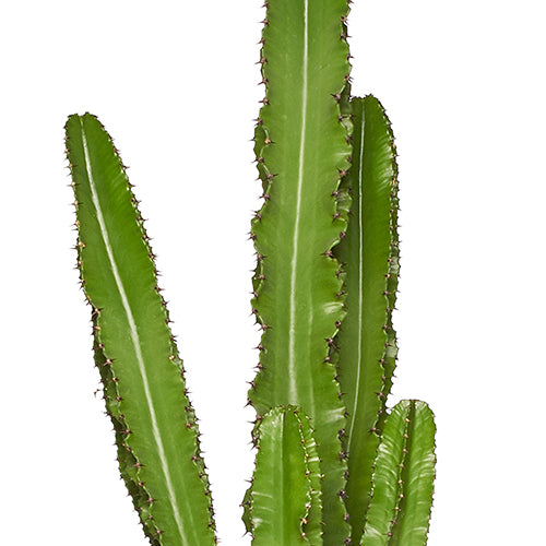 Sergio Grand Cactus euphorbe 150/170cm Zoom Cactus