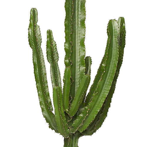 Senor Sergio Grand Cactus Euphorbe 180/200cm Zoom Feuille