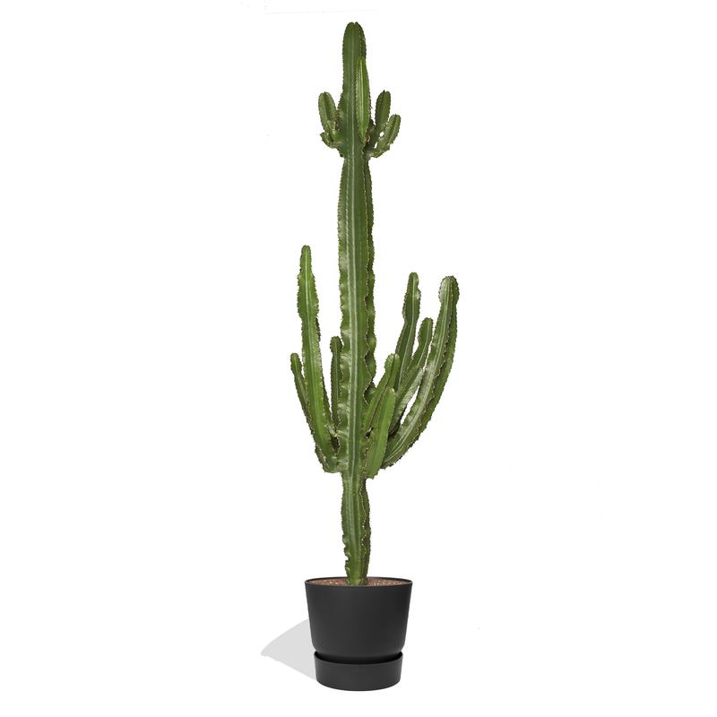 SEÑOR SERGIO - Grand Cactus Euphorbe 160/180cm