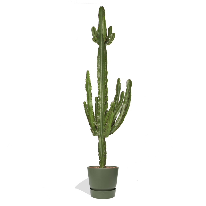SEÑOR SERGIO - Grand Cactus Euphorbe 180/200cm