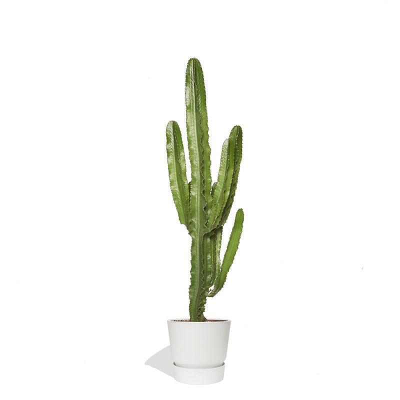 SERGIO -  Grand Cactus euphorbe 130/150cm