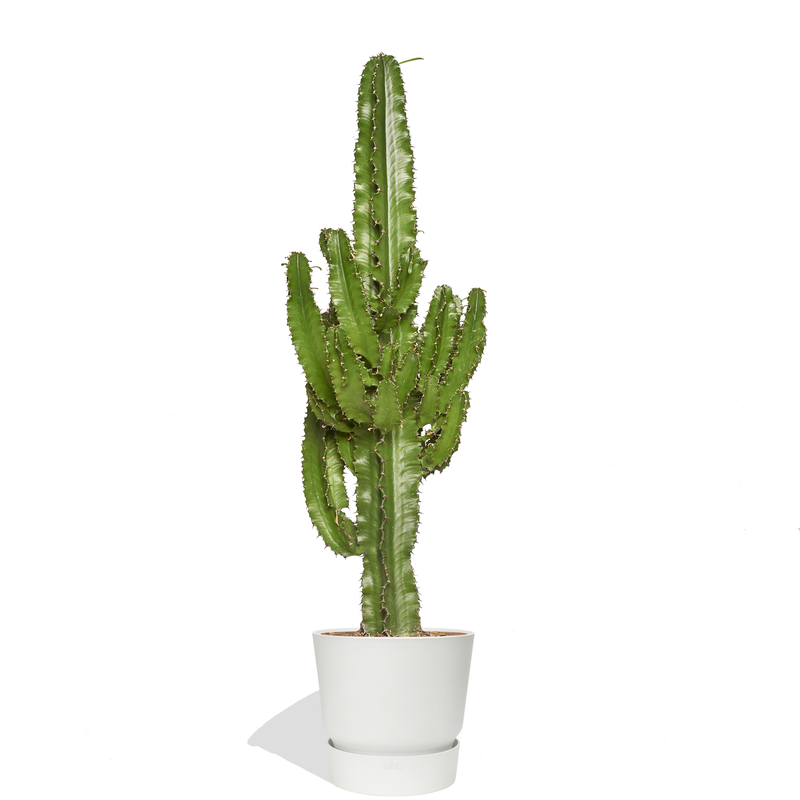 SERGIO - Cactus euphorbe 80/100cm