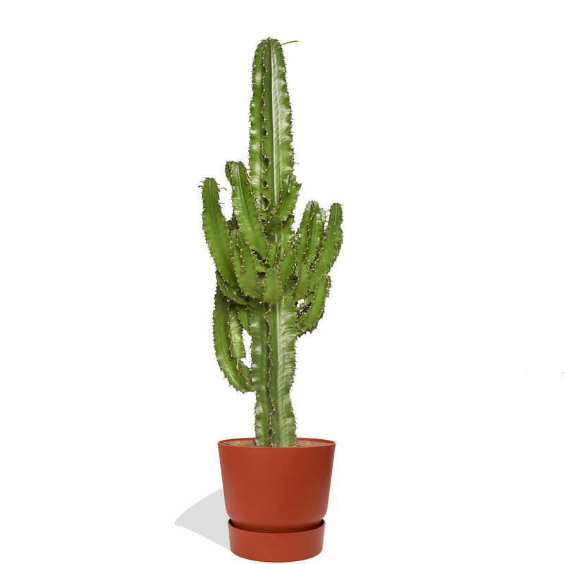 SERGIO - Cactus euphorbe 100/120cm