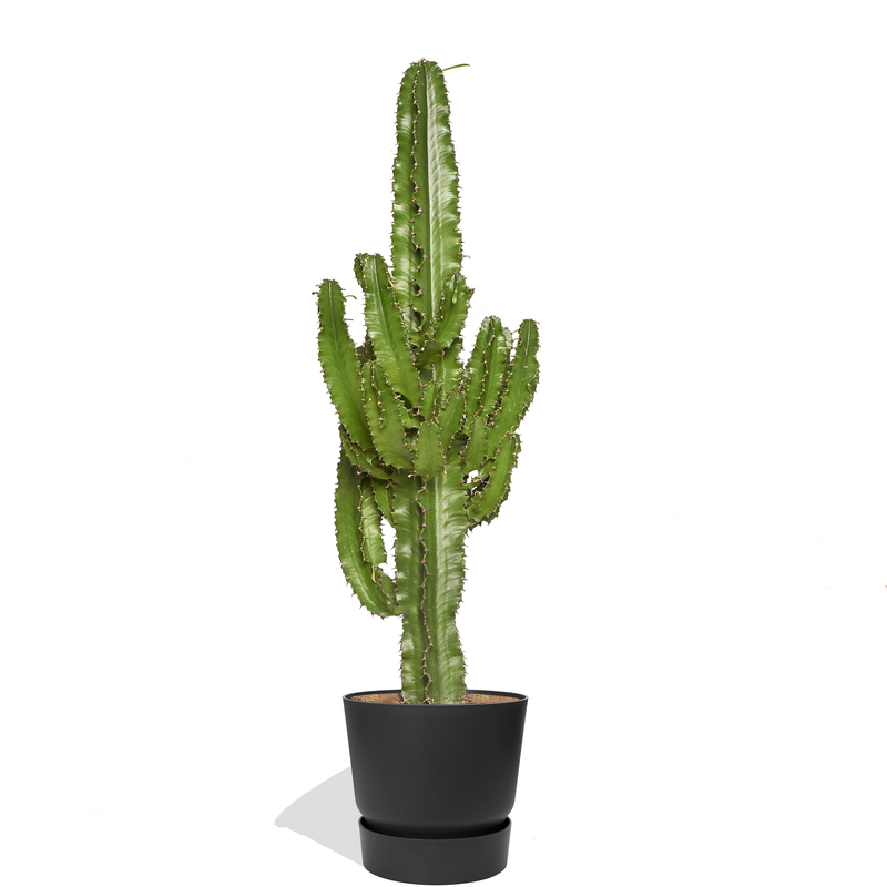 SERGIO - Cactus euphorbe 80/100cm