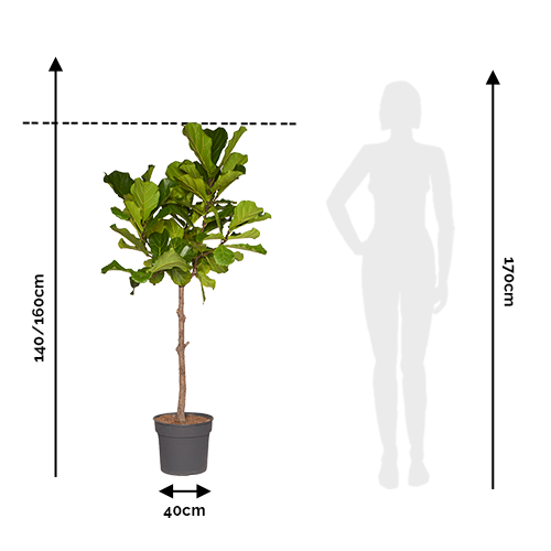 Melchior Arbre Ficus Lyrata 140/160cm Comparaison Taille Humain