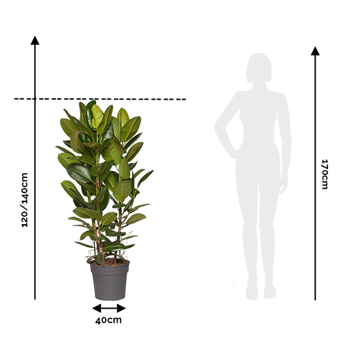 ARTHUR - Ficus Elastica Robusta 120/140cm Taille Comparée à Humain