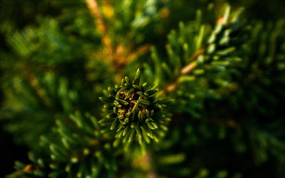 Sapin de Noël  - Livraison Express - Paris Pousse